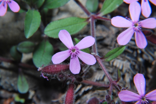 Saponaria ocymoides